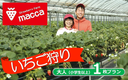 いちご畑maccaで使えるいちご狩りチケット （小学生以上１名）【利用期間：令和８年２月上旬～】10-110 2267066 - 兵庫県西脇市