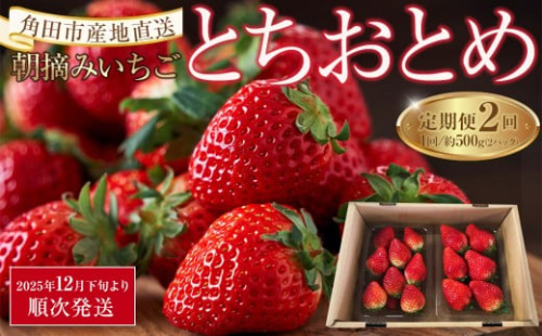 【定期便2回】【角田市産地直送】朝摘みいちご「とちおとめ」合計約500g（250g×2パック）｜配送不可地域：北海道・沖縄県・離島 2267103 - 宮城県角田市