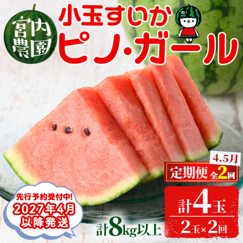 【0325001b】《2027年4月以降発送》＜定期便・全2回＞小玉すいか・ピノ・ガール(2玉×2回・計8kg以上 果物 くだもの 旬 果実 フルーツ スイカ すいか 西瓜 ピノガール 小玉スイカ 数量限定 期間限定 定期便 4月 5月 【宮内農園】 2267413 - 鹿児島県東串良町