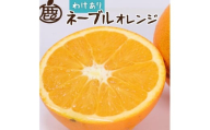 家庭用 ネーブルオレンジ 1kg+250g(傷み補償分)[光センサー選別][柑橘・ジュース][わけあり・訳あり] 