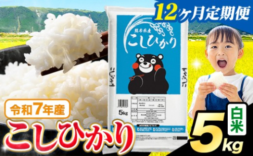 【12ヶ月定期便】令和7年産  白米 こしひかり 5kg《お申込み翌月から出荷》熊本県産 ふるさと納税 白米 精米 米 こめ ふるさとのうぜい コシヒカリ コメ お米 おこめ 2267983 - 熊本県苓北町