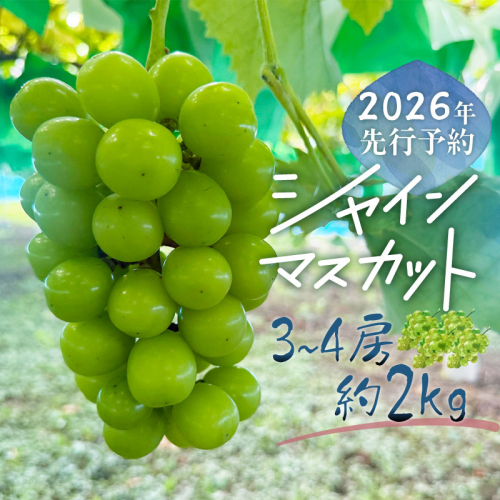 【2026年先行予約】シャインマスカット  3-4房　（約2.0kg） 2270681 - 山梨県都留市