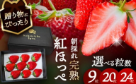 【先行予約】 ＼毎年12月より順次発送／ 紅ほっぺ 20粒 いちご 果物 フルーツ 愛西市 / くぼ苺農園 【配達不可：北海道・沖縄・離島】 [AECJ009]