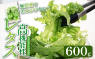 高機能性 レタス 無農薬 600g グリーンオーク 産地直送 高機能性野菜 水耕栽培 新鮮 健康 弁当 フードロス ダイエット ベジタブル ヴィーガン ベジタリアン アイクス 埼玉県 羽生市