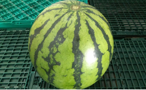 大玉 すいか 1玉 8kg 以上 西瓜 益城産【2026年4月下旬～7月上旬発送予定】 2273194 - 熊本県益城町