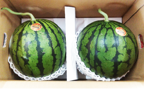 小玉 すいか 2玉 入り 1玉1.5kg 以上 西瓜【2026年5月下旬～6月上旬発送予定】 2273195 - 熊本県益城町
