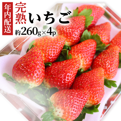 【12/17までの申込で年内にお届け！】 完熟いちご 約260g×4パック 品種おまかせ 年内お届け 国産 いちご イチゴ 苺 [BC090sa] 2273319 - 茨城県桜川市