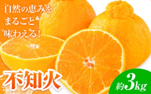 【先行予約】みかん 不知火 3kg 高橋商店《2027年1月下旬-5月中旬頃出荷》熊本県 苓北町 柑橘 かんきつ 果物 フルーツ しらぬい 送料無料 2273329 - 熊本県苓北町