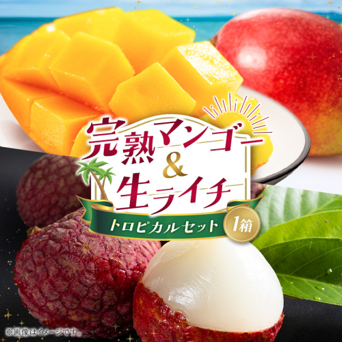 完熟マンゴー＆生ライチ トロピカルセット ≪2026年産≫ 宮崎県産 数量限定 人気 フルーツ 果物 詰め合わせ 化粧箱入り【C74-26】 2273358 - 宮崎県新富町