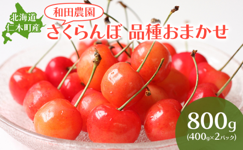 [2026年発送] 北海道 仁木町産 さくらんぼ 品種おまかせ 800g(400g×2パック) サクランボ チェリー フルーツ 果物 果物類 仁木町 仁木 [和田農園] 2274062 - 北海道仁木町