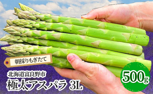 【2026年春発送】極太 グリーンアスパラ 3Lサイズ 500g 北海道 富良野市産 (スイートベジタブルファクトリー) 野菜 新鮮 直送 朝採り アスパラガス 道産 北海道 ふらの 2274472 - 北海道富良野市
