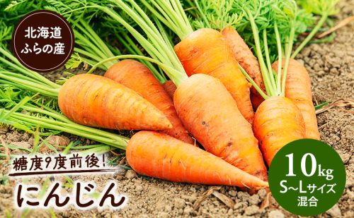 【2025年8月上旬より発送】北海道富良野産 にんじん 【約10kg】 (S～Lサイズ混合) (スイートベジタブルファクトリー) 野菜 新鮮 直送 朝採り にんじん ニンジン 人参 道産 北海道 ふらの 2274485 - 北海道富良野市