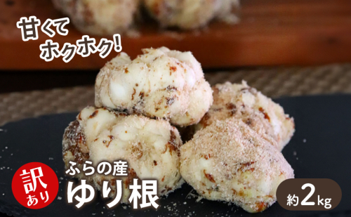 【2025年秋～発送】甘くてホクホク！北海道富良野産 訳あり ゆり根【2kg】野菜 新鮮 直送 2274502 - 北海道富良野市