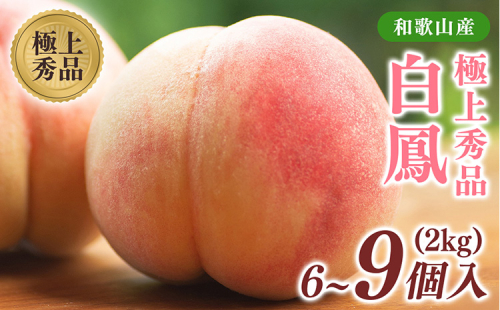 先行受付!　桃の王様【白鳳】　特秀品　約2kg　6～9個入 2274706 - 和歌山県美浜町