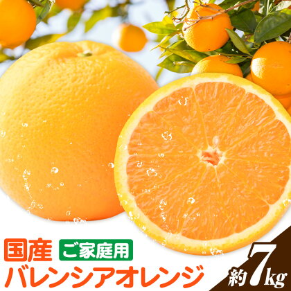 【ご家庭用訳あり】※先行予約※希少な国産バレンシアオレンジ 約7kg 株式会社魚鶴商店《2026年6月下旬-7月上旬出荷》和歌山県 日高川町 2274813 - 和歌山県日高川町
