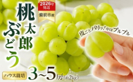 【2026年発送分　先行受付開始！】びぜん葡萄「桃太郎ぶどう」（ハウス栽培）約2㎏入（令和8年8月中旬～9月中旬頃発送）【 岡山県備前市産 桃太郎ぶどう 果物 フルーツ ハウス栽培 約2kg （3～5房目安）樹上完熟  】