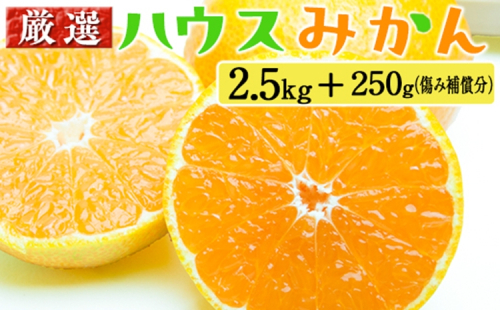 厳選 ハウスみかん2.5kg+250g（傷み補償分） 2275189 - 和歌山県美浜町