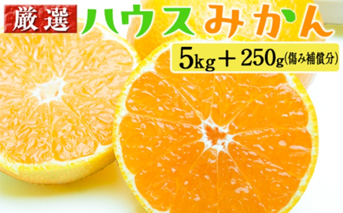 厳選 ハウスみかん5kg+250g（傷み補償分） 2275190 - 和歌山県美浜町