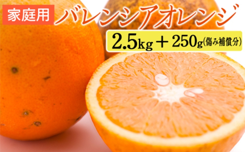 家庭用 バレンシアオレンジ2.5kg+250g（傷み補償分） 2275196 - 和歌山県美浜町