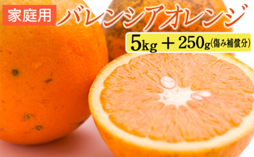 家庭用 バレンシアオレンジ5kg+250g（傷み補償分） 2275197 - 和歌山県美浜町