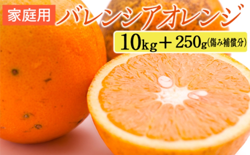 家庭用 バレンシアオレンジ10kg+250g（傷み補償分） 2275199 - 和歌山県美浜町