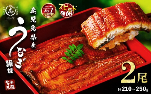 【10営業日以内に発送】鹿児島県産うなぎ蒲焼 名水慈鰻 2尾＜計210～250g＞ うなぎ 鰻 ウナギ 2尾 国産 蒲焼 かばやき 冷凍 真空 真空パック 無頭 うな重 ひつまぶし タレ 山椒 a1-151