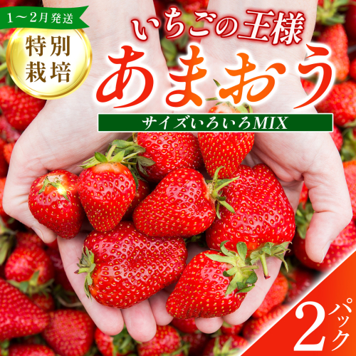 福岡県産 特別栽培 あまおう サイズいろいろMIX 約570g（約285g×2パック）【1～2月発送】　農園直送 アフター保証 先行予約 福岡産 送料無料 ケーキ ギフト お祝い 限定 季節限定 UN005 2275964 - 福岡県篠栗町