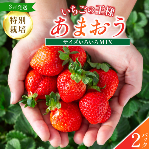 福岡県産 特別栽培 あまおう サイズいろいろMIX 約570g（約285g×2パック）【3月発送】　農園直送 アフター保証 先行予約 福岡産 送料無料 ケーキ ギフト お祝い 限定 季節限定 UN006 2275965 - 福岡県篠栗町