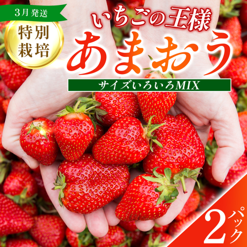 福岡県産 特別栽培 あまおう サイズいろいろMIX 約570g（約285g×2パック）【3月発送】　農園直送 アフター保証 先行予約 福岡産 送料無料 ケーキ ギフト お祝い 限定 季節限定 UN006 2275965 - 福岡県篠栗町
