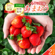 いちご 福岡県産 特別栽培 あまおう サイズいろいろMIX 約570g（約285g×2パック）【3月発送】　農園直送 アフター保証 先行予約 福岡産 送料無料 ケーキ ギフト お祝い 限定 季節限定 UN006