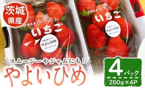 【先行予約】いちご（やよいひめ） いちご イチゴ 苺 やよいひめ フルーツ 果物 くだもの デザート スムージー ジャム 【株式会社mommy farm】【ho1593】 2275968 - 茨城県常陸大宮市