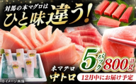 【12月中にお届け】対馬産 養殖 本マグロ 中トロ 800ｇ(5パック)《対馬市》【対海】  [WAH019-12]