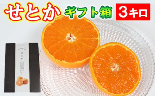 せとか  約3kg（化粧箱入） みかん 柑橘類 せとか 先行予約 フルーツ ギフト ＜132-007_5＞