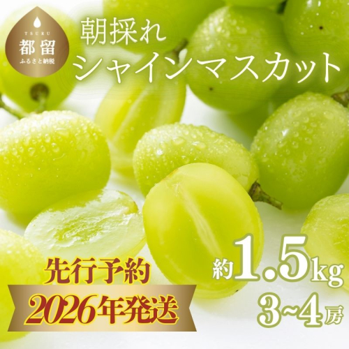 【2026年先行予約】　シャインマスカット約1.5kg（3～4房）｜シャインマスカット シャイン マスカット ぶどう ブドウ  先行予約　先行 2026年 2276921 - 山梨県都留市