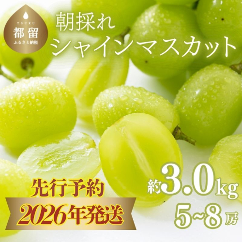 【2026年先行予約】　シャインマスカット約3.0kg（5～8房） 2276924 - 山梨県都留市