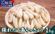 ≪2026年2月下旬～5月下旬発送≫採れたて島らっきょう 1kg 【 沖縄県 石垣市 野菜 らっきょう 島らっきょう おつまみ 採れたて 料理 漬物 天ぷら おかぴ農園 産地直送 】OK-01