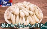 ≪2026年2月下旬～5月下旬発送≫採れたて島らっきょう 1.5kg 【 沖縄県 石垣市 野菜 らっきょう 島らっきょう おつまみ 採れたて 料理 漬物 天ぷら おかぴ農園 産地直送 】OK-02