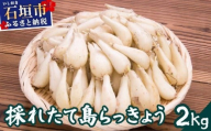 ≪2026年2月下旬～5月下旬発送≫採れたて島らっきょう 2kg 【 沖縄県 石垣市 野菜 らっきょう 島らっきょう おつまみ 採れたて 料理 漬物 天ぷら おかぴ農園 産地直送 】OK-03