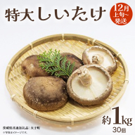 特大 しいたけ 約1kg (30個)【2026年12月上旬発送開始】(茨城県共通返礼品：大子町) 肉厚 椎茸 ステーキ 天ぷら 鍋料理