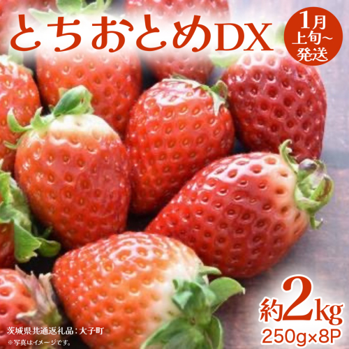 とちおとめ DX 約2kg (250g×8P)【2027年1月上旬発送開始】(茨城県共通返礼品：大子町) 苺 いちご イチゴ 果物 フルーツ おやつ 2277161 - 茨城県牛久市