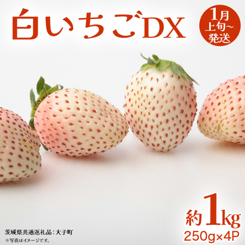 白いちご DX 約1kg (250g×4P)【2027年1月上旬発送開始】(茨城県共通返礼品：大子町) 苺 いちご イチゴ 果物 フルーツ おやつ 2277164 - 茨城県牛久市