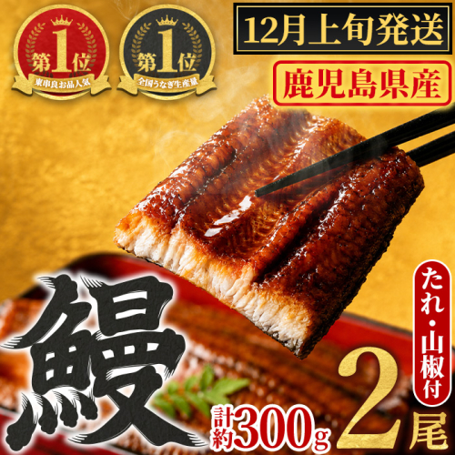 【0104347a-2612】＜12月上旬発送予定＞東串良町のうなぎ蒲焼(無頭)(2尾・計約300g・タレ、山椒付) うなぎ 高級 ウナギ 鰻 国産 蒲焼 蒲焼き たれ 鹿児島 ふるさと 人気 【アクアおおすみ】 2278396 - 鹿児島県東串良町