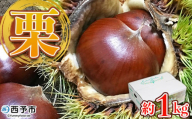 ＜中生栗 約1kg（2Lまたは3Lサイズ）愛媛県西予市産＞ クリ くり 果物 フルーツ マロン モンブラン 栗ご飯 栗きんとん 栗の甘露煮 特産品 国産 秋の味覚 食べて応援 宇都宮物産 愛媛県 西予市【冷蔵】『2025年9月上旬〜10月中旬迄に順次出荷予定』