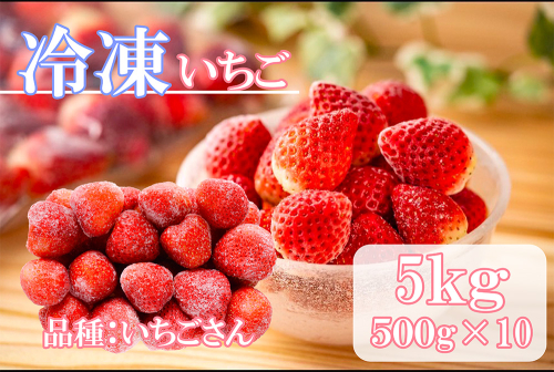 DV231_冷凍いちご(いちごさん)5kg(500gX10) 2279627 - 佐賀県みやき町