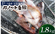 天然ブランド真鯛「10ノット真鯛」（ラウンド1.8kg前後1尾）【V002790】