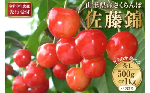 選べる内容量！【2026年産先行予約】さくらんぼ佐藤錦 秀L 1kg/500g  秀品 Lサイズ 山形県河北町産【晴天畑】 さくらんぼ 贈答 ギフト 佐藤錦 秀品 先行予約 令和8年産 2283228 - 山形県河北町