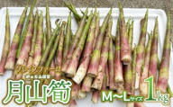 【令和8年産先行予約】月山筍 M～Lサイズ 1kg　山形県鶴岡産　グレイスファーム