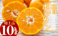 【2026年2月より発送】高知県産 立目 ぽんかん みかん 柑橘 特上品 10kg 贈答用 KJS026