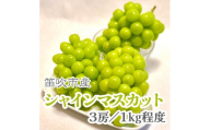 【2026年発送★先行予約】こだわりの逸品!　甘さと香り際立つ山梨県産シャインマスカット3房(合計1kg程度) 229-002-26y