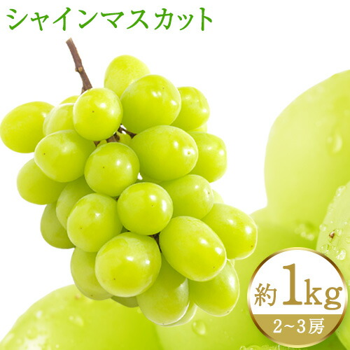 【先行予約】紀州和歌山産 シャインマスカット 約 1kg 魚鶴商店《8月下旬-9月上旬頃出荷(土日祝除く)》マスカット 和歌山県 日高町 贈り物 ギフト ぶどう シャインマスカット 2285347 - 和歌山県日高町